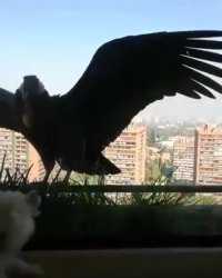 حمله کرکس ها به سگ پشت شیشه