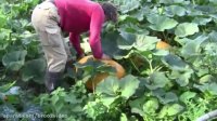 World Amazing Modern Agriculture Mega Machines Harvesters: Pumpkin and Squash Field Fertilizing