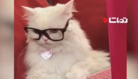 جالبترین کلیپ گربه ها - 2