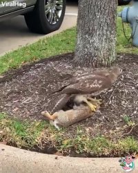 ناکامی عقاب در شکار خرگوش