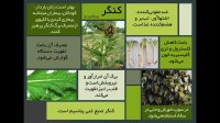 خواص باورنکردنی کنگر (خار مریم)