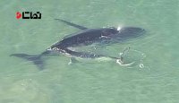 نهنگ کوچکی که به نجات مادرش شتافت