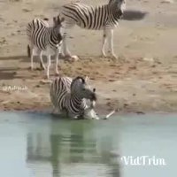 رفتار عجیب گورخر برای خفه کردن بچه اش