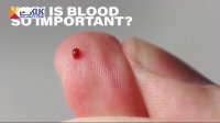 چند نکته کوتاه در مورد خون