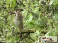 آواز بلبلهای بهاری : در باغهای طرقبه