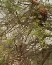 ببر پس از ناکامی در گرفتن میمون از درخت می افتد