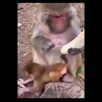 کلیپهای خنده دار اینستا - موزمو بده