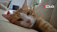 نگاهی علمی نسبت به گربه ها