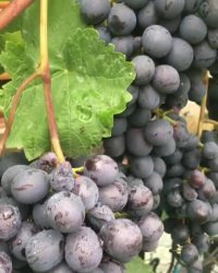 درخت انگور سیاه- نهال انگور بیدانه- نهالستان پارس 09152157465