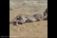 غذا دادن ماموران باغ وحش به یوزپلنگ های آفریقایی