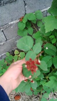 غنچه های پربار تمشک نروژی یا واین بری در ردبازار . رشت