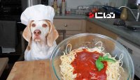 سگ سر آشپز " اسپاگتی" درست می کند