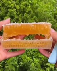 زنبور رو با جاش خورد!