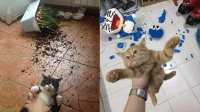 کلیپ خنده دار ماجراهای زندگی با گربه ها