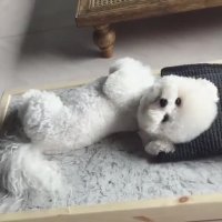 یه شب بخیر بامزه