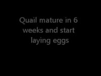 آموزش جوجه کشی بلدرچین