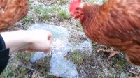 Stupid chickens deceived by ice