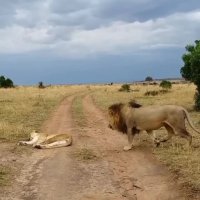 هیچ وقت یک شیر ماده رو نترسونید!!