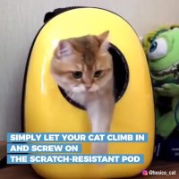 وسیله ای برای نگهداری گربه ها