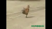 رژه رفتن خروس!!!!