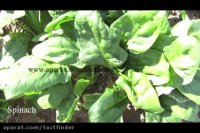 بهترین مواد غذایی برای خروج نیکوتین از بدن