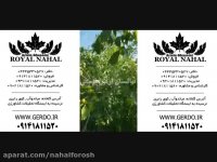 نهال گردو چندلر.گردو خوشه ای.گردو دیرگل.گردو پایه کوتاه و ... 09141811520