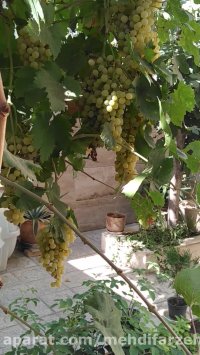 عید قربان ۹۸