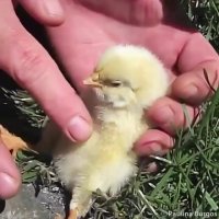 خوابوندن جوجه در 30 ثانیه