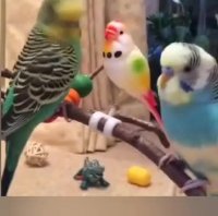 پرنده ی نر درحال بازی با پرنده عروسکی است ولی با رسیدن جفتش...