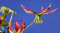 Gloriosa superba flower time lapse