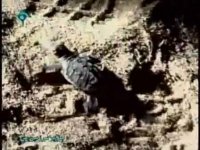 لاک پشت های آبی خلیج فارس 