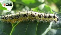 کلیپ دیدنی از تبدیل لارو بید به شفیره