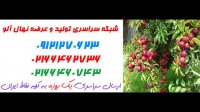 نهال آلو  09350798050 – خرید نهال آلو – فروش نهال الو – قیمت نهال الو