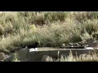 مستند حیات وحش پارک ملی تندوره