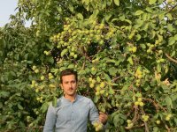 ارقام نهال گردو