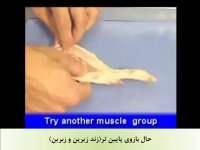 تشریح بال مرغ