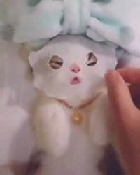 لوس ترین گربه دنیا