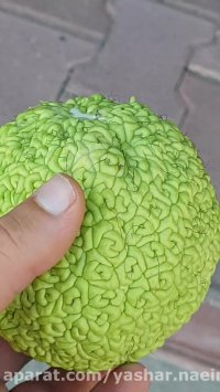 توت امریکایی در نهالستان اروم نهال 09120454526