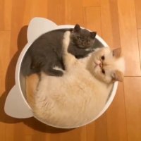 گربه بامزه ای که بچشو لیس میزنه