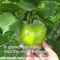 وقتی باغبان ذوق هنری داشته باشه