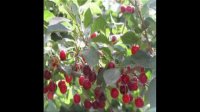 فروش عمده نهال گیلاس 09121270623