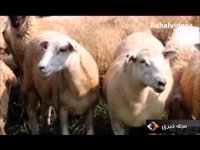 اطلاعات مفید دربارهٔ بیماری خطرناک "تب‌ کنگو" و تلفات ناشی‌ از آن در ایران!