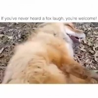 خندیدن روباه