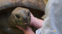 Do Tortoises Like Being Touched?