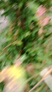 گل های بسیار زیبا گیلاس کارائیب در گلخانه ردبازار - رشت