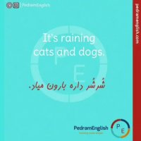 It's raining cats and dogs