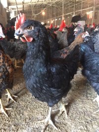 گله مادری بلک استار