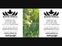 خرید نهال گردو چندلر و گردو خوشه ای 09141811520