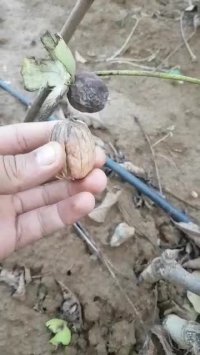 نهال گردو پیوندی