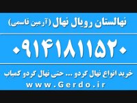 خرید نهال گردو چندلر پیوندی 09141811520